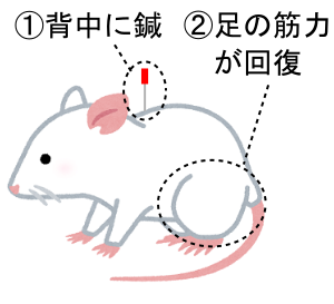 ハリで筋力が回復する様子を表したネズミの写真
